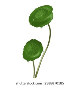 Vector illustration, Gotu kola or Centella asiatica, with dew drops, isolated on white background.