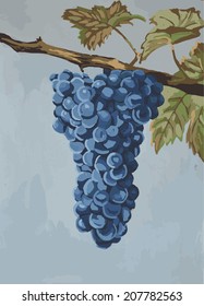 vector illustration Gouache grapes 