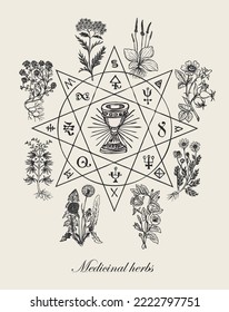 Ilustración vectorial con plantas de Grail y medicinales. Cartel dibujado a mano sobre el tema de la medicina verde y el tratamiento de hierbas con diversas hierbas curativas al estilo retro