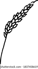 Ilustración vectorial de una oreja de grano. Icono de doodle dibujado a mano sobre fondo blanco