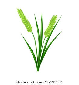 Vector illustration of grain and rice  logo. Set of grain and garden stock vector illustration.