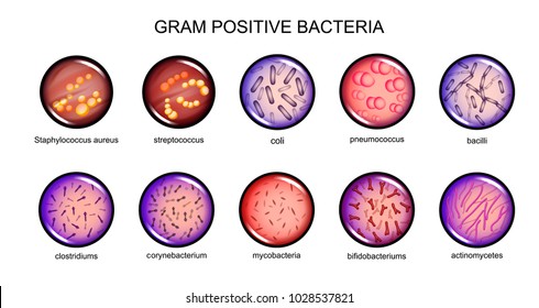 vector illustration of gram-positive bacteria. microbiology. bacteriology