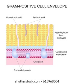 Vector illustration of the Gram-positive cell wall