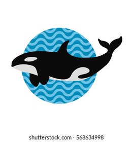 vector illustration grampus killer whale