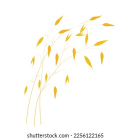 Vector illustration of granola oatmeal drain. Dry yellow branch of barley on a thin stalk. Oat seeds in the field. Wheat. Illustration for the cereal. Isolated on a white background. Oat milk