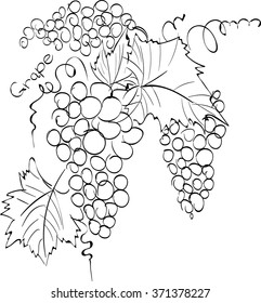 Vector illustration of grape berries  with leaves. black and white graphics Linear. Hand drawing. Suitable for t-shirt printing.Good for coloring books.