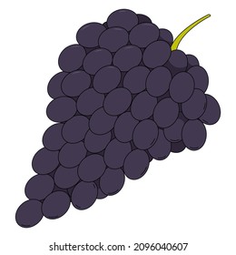 Vector illustration of grape. Bunch of grapes in cartoon style isolated on white background