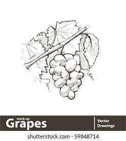 Vektorgrafik. Traubenhaufen mit Blättern
