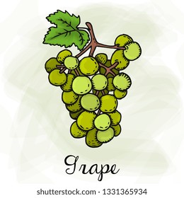 Vector Illustration of Grape Fruit Sketch Style