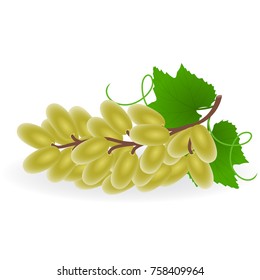 Vector illustration of grape isolated on white background