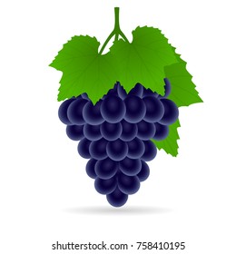 Vector illustration of grape isolated on white background