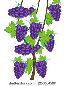 Vector illustration of grape on branch on white background