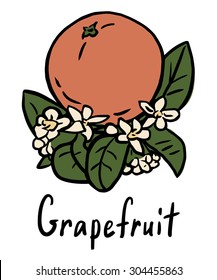 Vector illustration of the grapefruit with flower and leaves