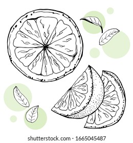 Vector illustration of grapefruit. Hand drawing. The image of juicy tropical fruits creates a summer mood. Great for decorating menus and healthy foods.