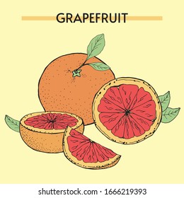 Vector illustration of grapefruit. Hand drawing. The image of juicy tropical fruits creates a summer mood. Great for decorating menus and healthy foods.