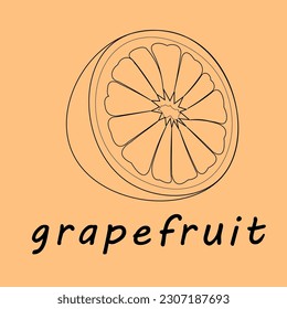 vector illustration of a grapefruit. Lines art tropical fruit, doodle realistic