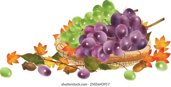 Vector illustration of grapes in a basket with maple leaves, acorns and other autumnal delicacies on a white background