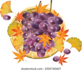 Vector illustration of grapes and basket seen from above - grapes in a basket with maple trees and acorns and other autumnal delicacies white background vector illustration.