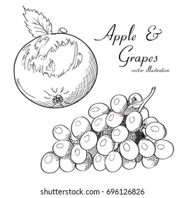 Vector illustration of grapes bunches and apple sketch. Hand drawn.