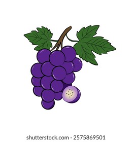 vector illustration of grapes in cartoon style. whole and split fruit. Healthy fruit, vegetarian product.