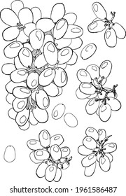 vector illustration grapes food set in black and white