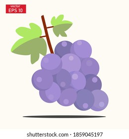 
vector illustration of grapes. fresh fruit vector.