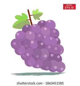 
vector illustration of grapes. grape fruit illustration. summer fruit