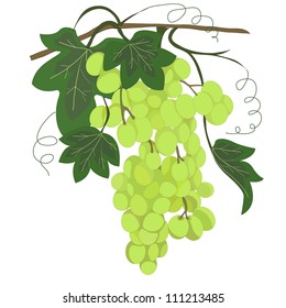 vector illustration of grapes isolated on white background