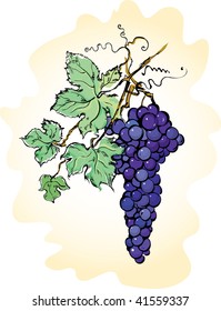 Vector illustration with grapes with leaves