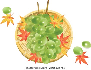 Vector illustration of grapes (muscat) in a basket seen from above with maple trees, acorns and other autumnal delicacies white background vector illustration.