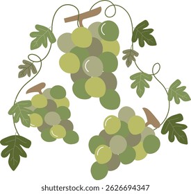 vector illustration of grapes on vines