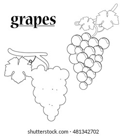 Vector illustration of grapes on white background.
