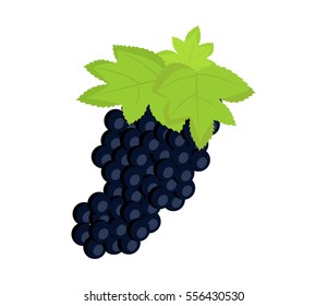 Vector illustration of grapes on white background. 