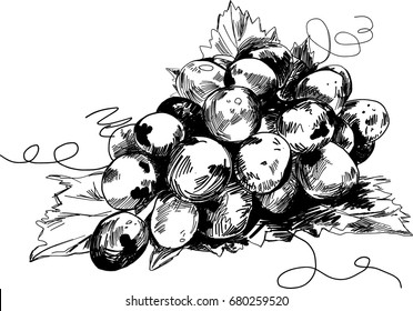 Vector illustration of grapes on white background.