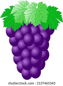 Vector illustration of grapes. suitable for children's educational material introduction of fruit names, books, pictures of children's clothes, billboards and others.