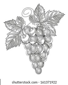 Vector illustration of grapes in vintage engraved style.