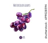 Vector illustration of grapes in vintage watercolor style