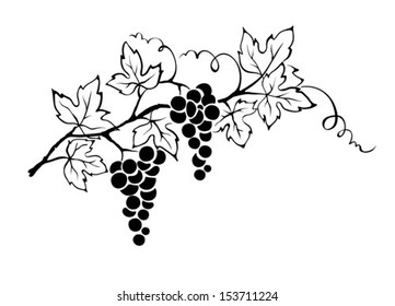 Vector illustration -- grapevine