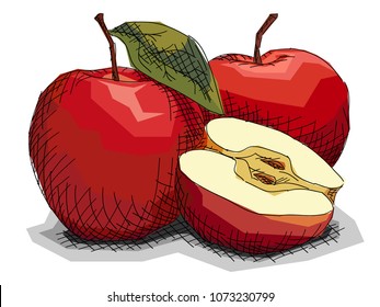 Vector illustration graphic arts sketch of drawing fruit red apples with half.