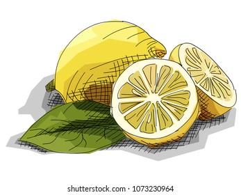 Vector illustration graphic arts sketch of drawing fruit lemons with half.