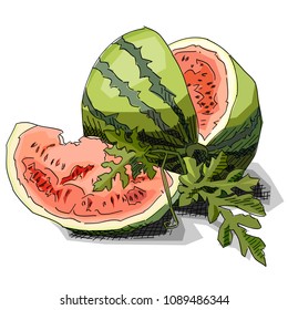 Vector illustration graphic arts sketch of drawing watermelon with half.