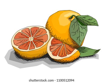Vector illustration graphic arts sketch of drawing fruit grapefruits with half.