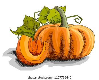 Vector illustration graphic arts sketch of drawing vegetable pumpkin with half.