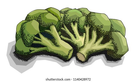 Vector illustration graphic arts sketch of drawing bunch of broccoli.
