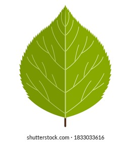 Vector illustration graphic of birch leaf. Nature icon for decorative element or ornament