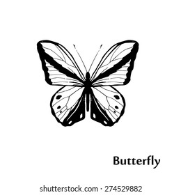 Vector illustration of graphic butterfly
