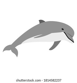 Vector illustration graphic cartoon of dolphin in flat style isolated on white background