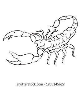 vector illustration graphic design scorpion, icon, art tattoo sketch, hand draw, use in print
