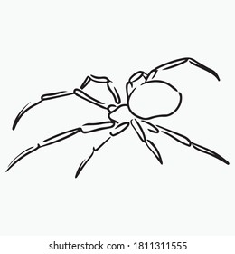 vector illustration graphic design spider graphic design, icon, art tattoo sketch, logo, hand draw, use in print