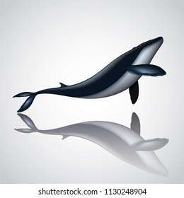 Vector and illustration graphic digital design,Blue whale  isolated on white background, Idea for presentation EPS10.